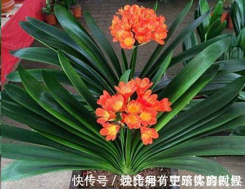 养兰2年的君子兰从未开花?学会浇水方法,长势旺开花美!
