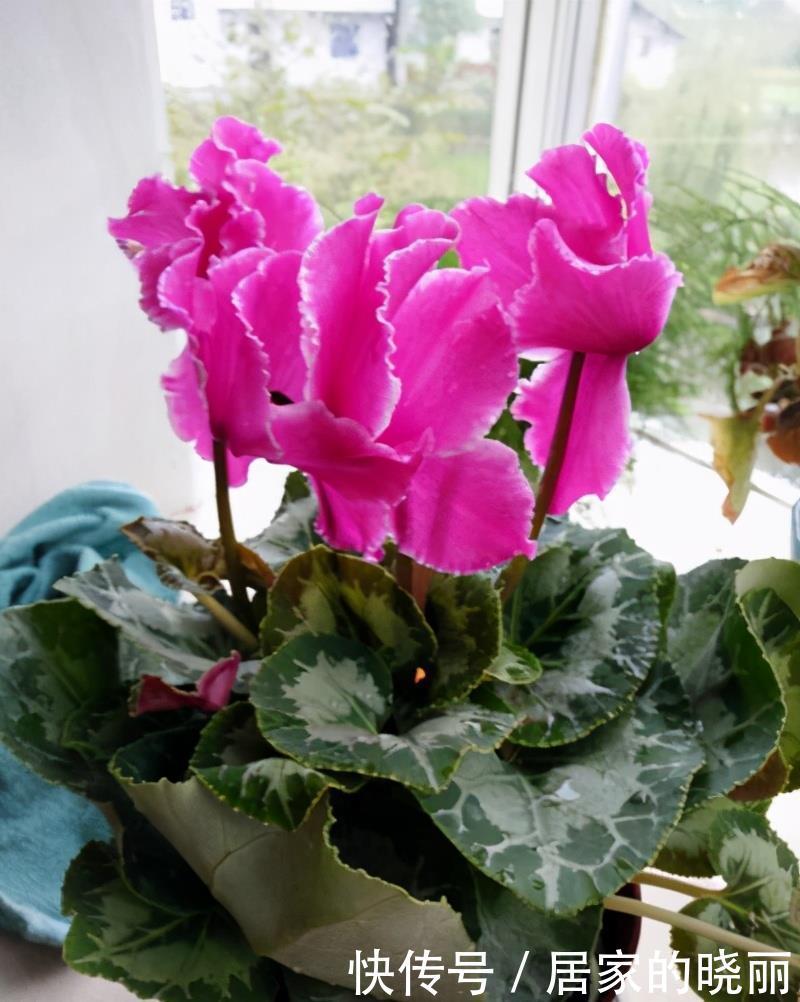 适合|盘点六种适合眼下入手的年宵花