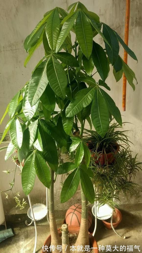 5种花夏天要管住手,浇多了就烂根,越浇花越死