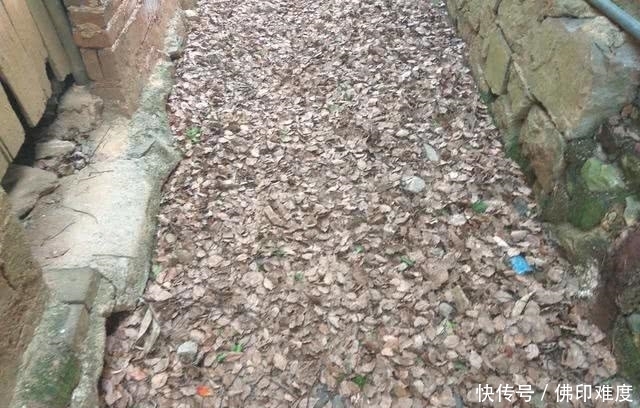 在农村不要的东西还可以拿来做养花的肥料,你们知道是什么吗?