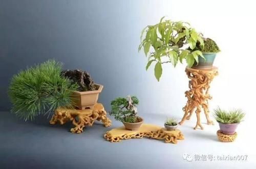 如何挑选好的盆景