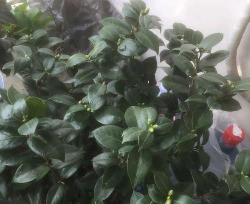 养十八学士茶花,花苞越多越好?做错了开花小,来年变成空盆