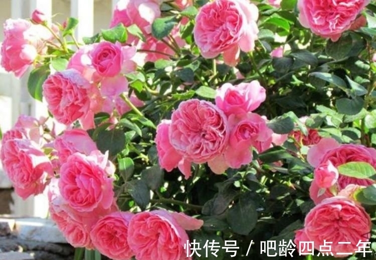 4种花，堪称花界“劳模”，365天开不停，养几盆，全年有花赏！