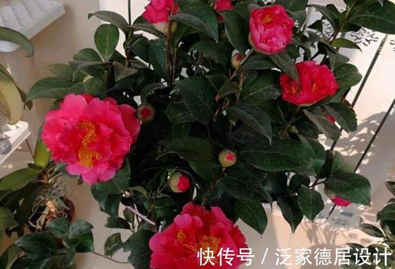 花卉|盘点8款耐寒的花草，零下20度照样生机勃勃，绽放满园冬色