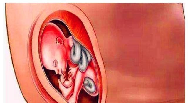 暴涨期|胎儿在宫内是如何发育成型的?十张图读懂胎儿发育过程,都该看看