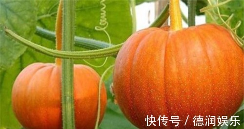 豌豆|想长寿要先排毒,多吃4种食物,排毒燃脂,美容护肤,延缓衰老