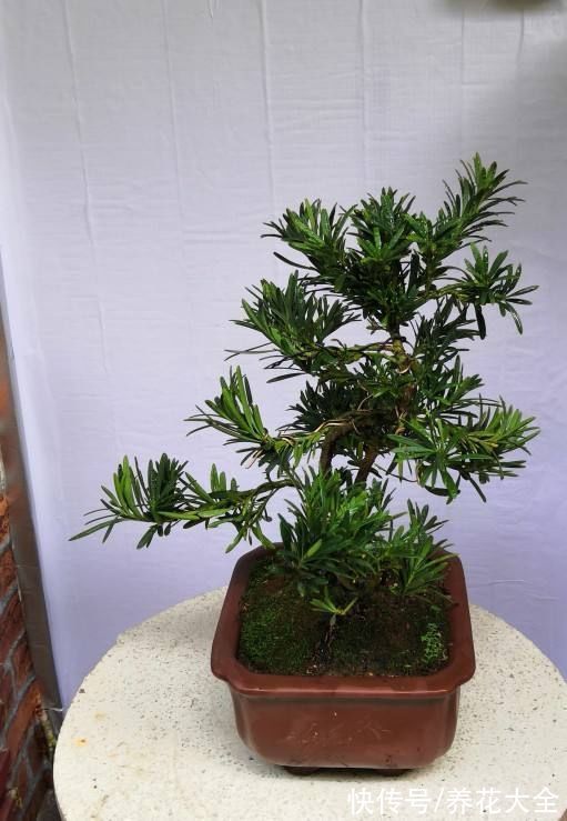 在家养几盆“丑八怪”，霸气镇宅安全感十足，寿命还特别长