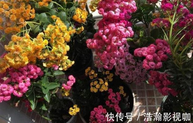 修剪完长寿花该怎么善后做好这4项工作,一茬接一茬开花