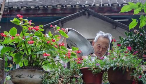  浇花|浇花要“见干见湿”，终于懂了这句话，养了5年花可算明白了