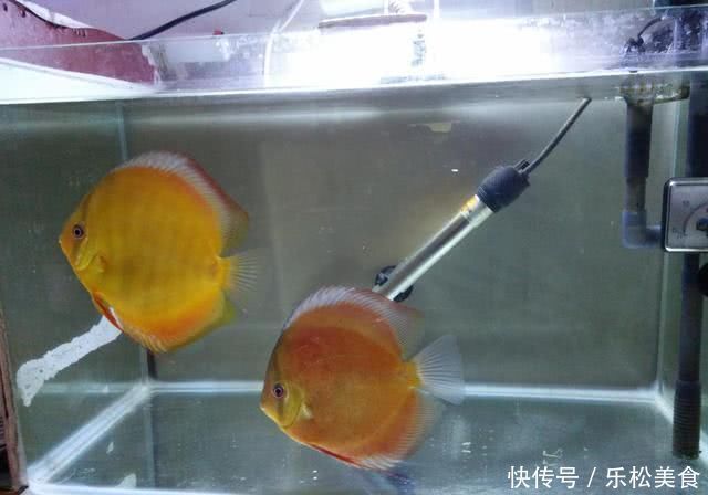 三种操作可导致鱼缸水质迅速恶化,在水质没稳定下来会更严重