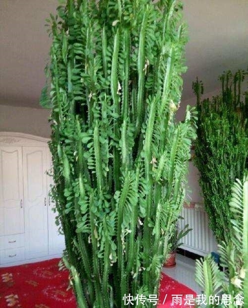 龙骨|立秋后龙骨花如何修剪?教你“3剪法”,侧芽打顶,来年直长2米高