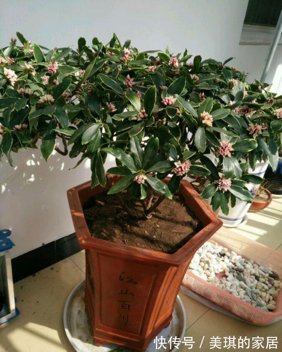 5种“富贵花”，客厅养一盆，贵气又吉利，有钱人家都爱养