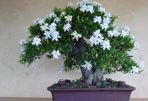 茉莉花|在家养啥花合适此4种随便来一盆,植株长势旺、满屋飘香