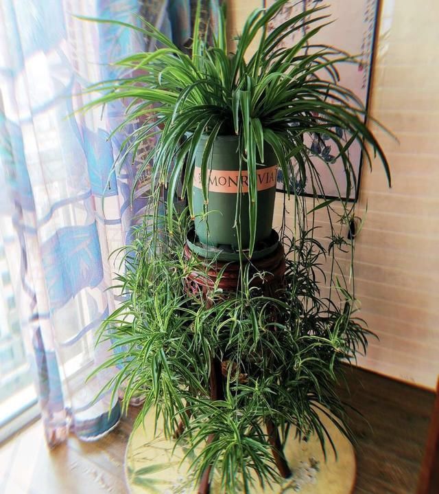 正确|5种花“专吃土”,砸开花盆全是“大块根”,这么做才正确