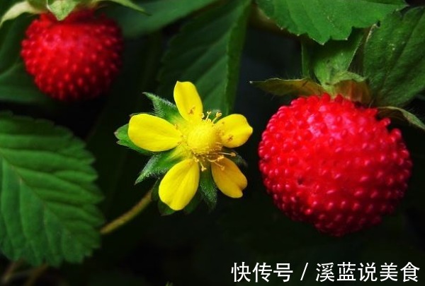 蛇莓|乡下茅房边的“野草莓”,熊孩子经常拿来吃,殊不知营养价值很高