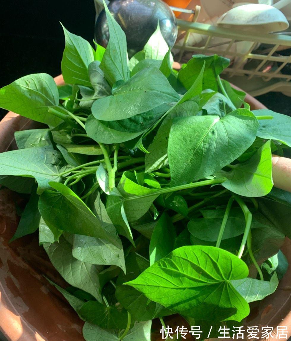 木耳菜|适合夏天种阳台的3种蔬菜,好养又好看,摘了又可以长,吃不停