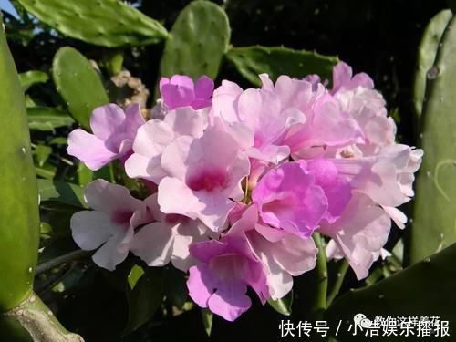 有机肥|这种花爱爬墙,一次花开1000朵,从来不生虫,花还能当蒜吃!