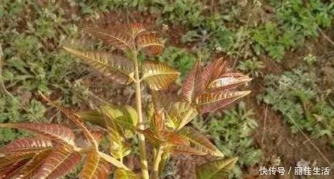 助孕素|想長壽要會吃，多吃四種食物，滋補身體，排毒祛濕，防止腦溢血