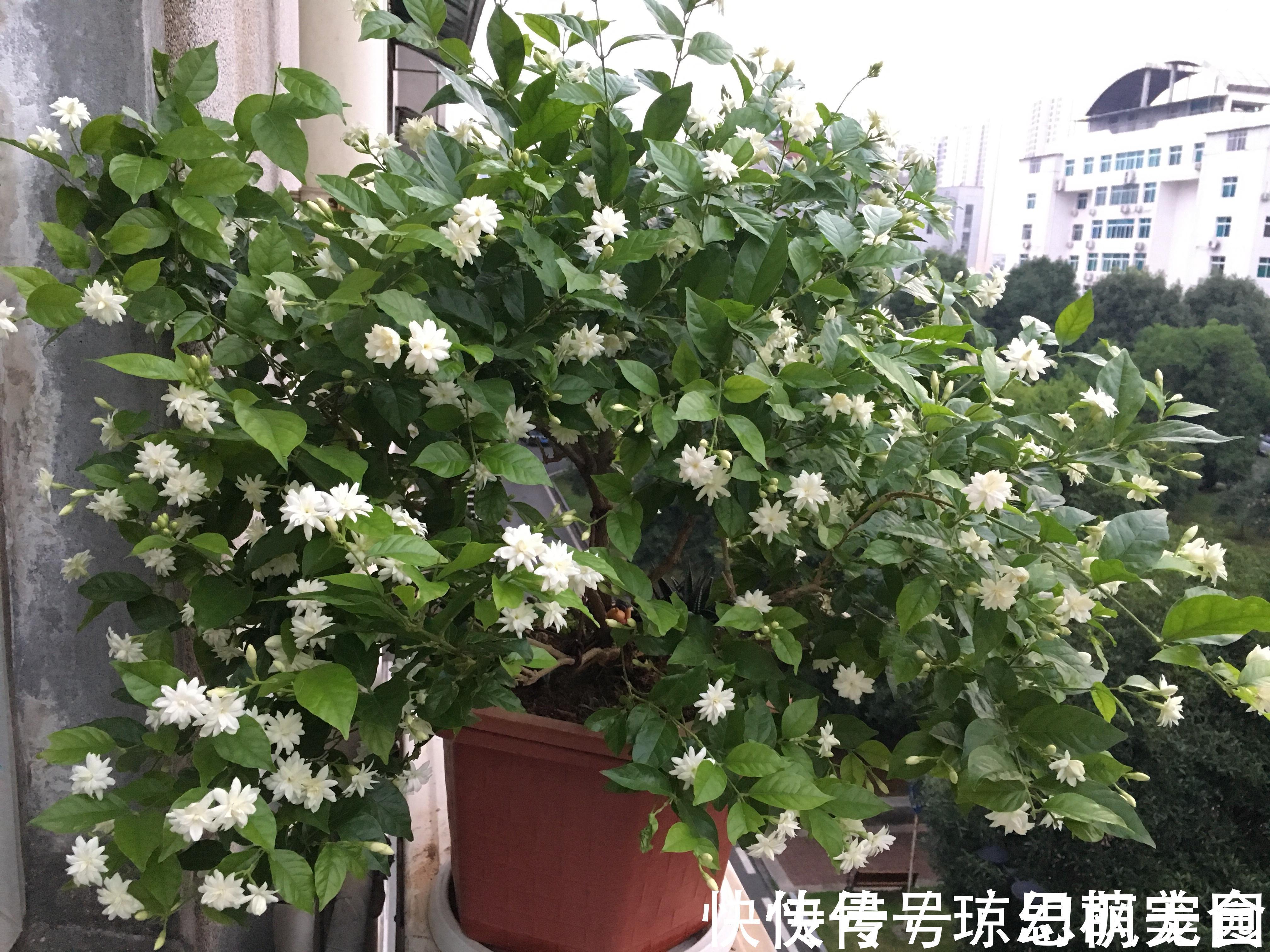 养花|不仅是我们在养花，花也在养我们，看看这些花你家有吗？