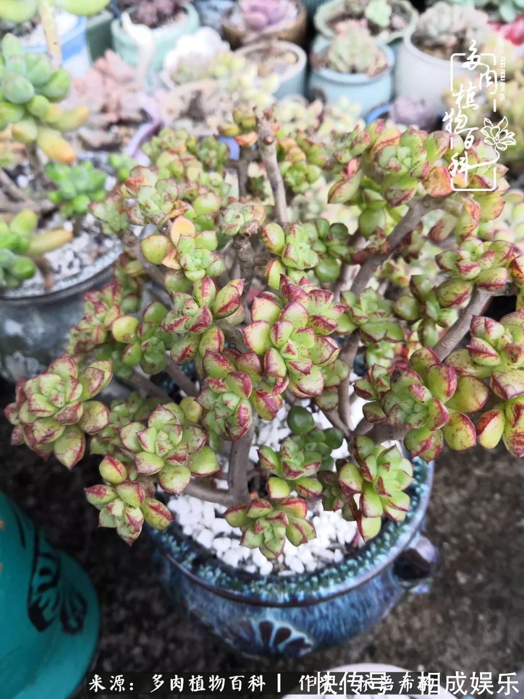 何以解忧,唯有多肉!目光所及,皆是喜欢!