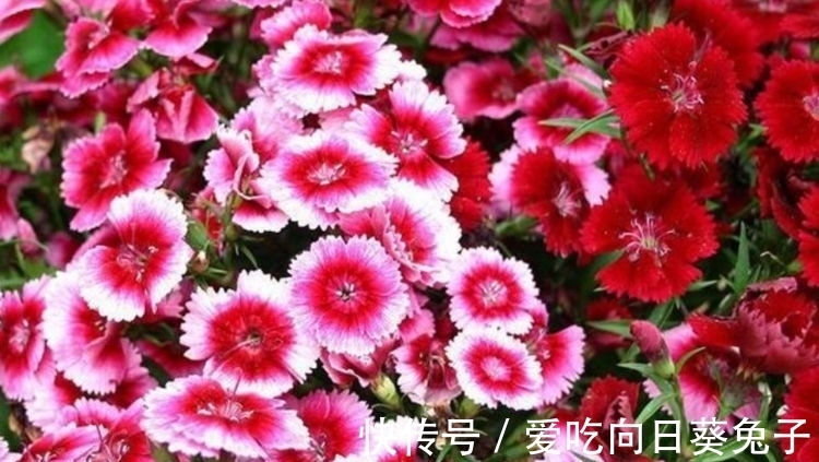 五彩石竹|几款花卉，好养易爆盆，层层交叠，烂漫迷人眼