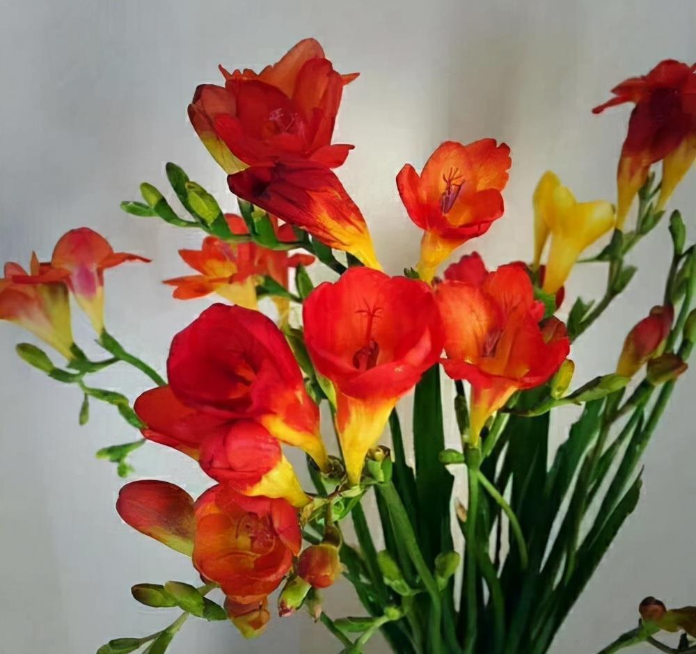 花芽|公认“好养”的3种花，适合现在养，稍加养护就能接二连三开花