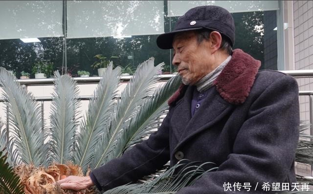 奇观!“千年不遇”的铁树真的开花了