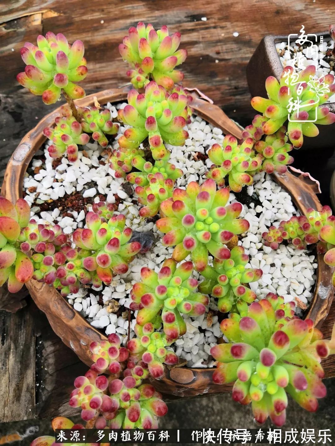 何以解忧,唯有多肉!目光所及,皆是喜欢!