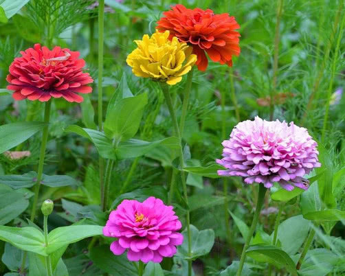 花卉|百日菊怎么养更艳丽教你3个小妙招,养出绚丽多彩的百日菊