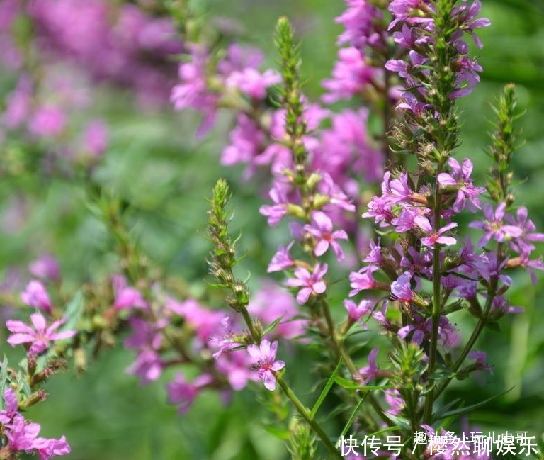 千屈菜清热凉血，抗菌抗炎，掌握三点，种出优质千屈菜来！