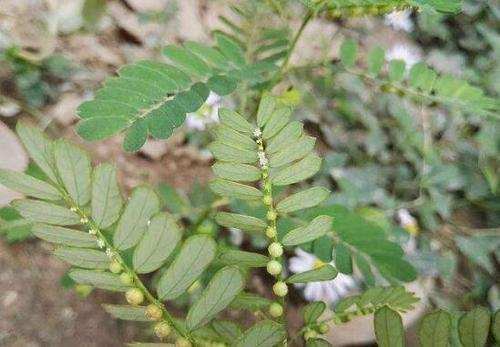 牙疼草|有种草叫“牙疼草”,生在农村形似含羞草,如今市场上一斤80元