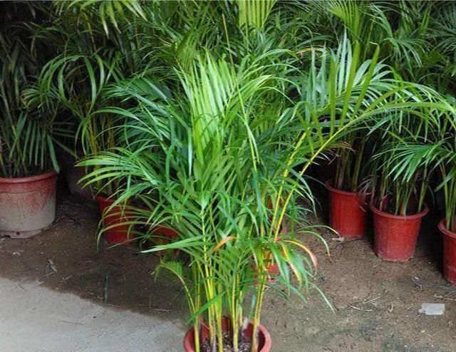 空气干燥、蚊虫多、异味大家里养这“4种花”,什么烦恼都没了