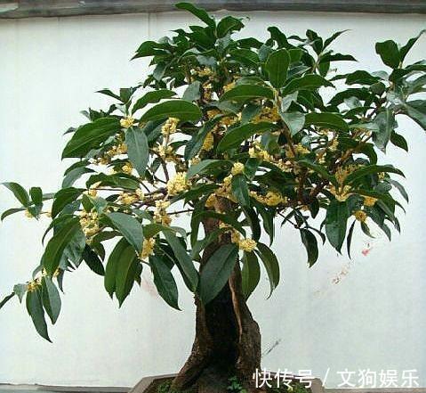 这2种“富贵树”不用买,掰1根“枝条”插沙里,20天猛冒“绿芽”