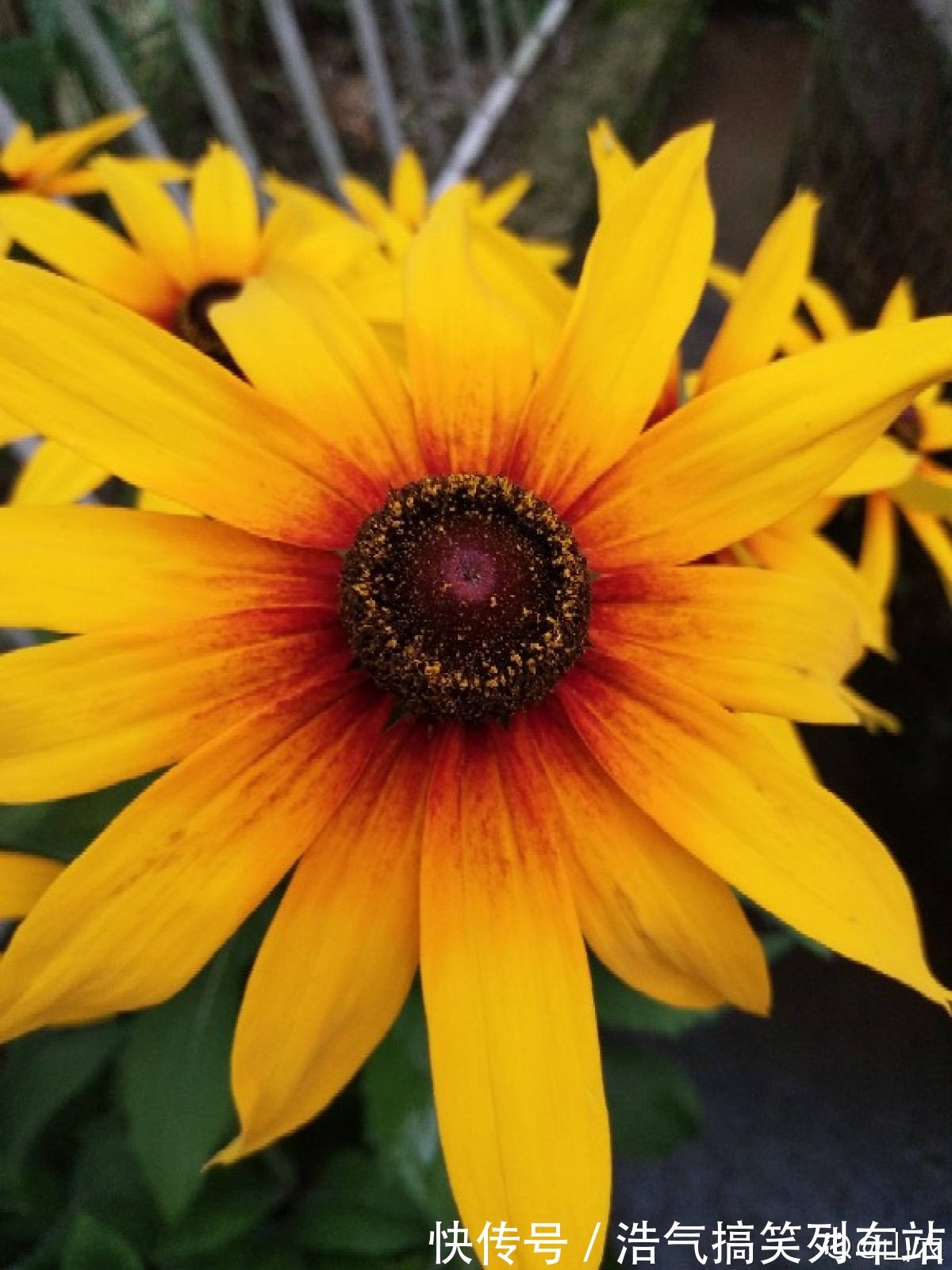 秋天是养草花的季节,12种草花现在播种,俩月就能开花