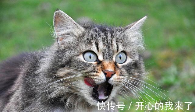 |搞笑猫咪:原以为猫很高冷,知道看到这些沙雕