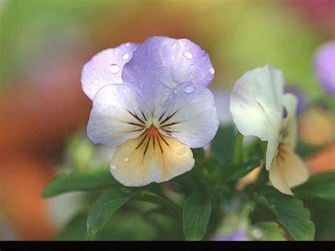 花色|养花试试这几款，花色丰富，四季开花，好养又漂亮