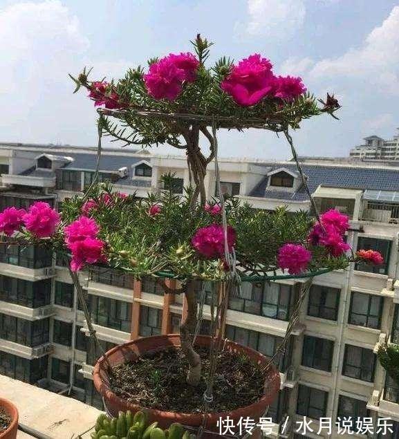 老桩|养一年生太阳花和宿根太阳花，用1招，一棵养2年，开花多变老桩