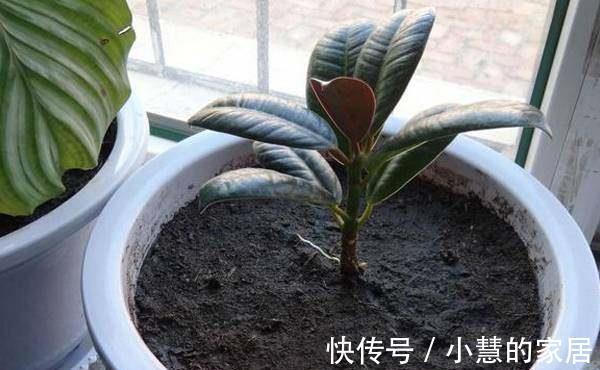 修剪|橡皮树越长越高怎么办，像这样修剪一下会长得更好哦