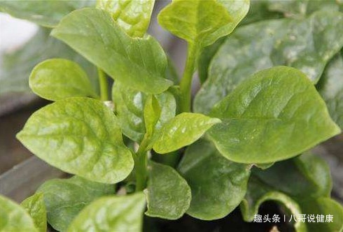 补钙|农村一种“美容菜”，女性多食它，夏天晒不黑，美白淡斑，还补钙