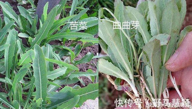 毛妮菜|农村5对“双胞胎野菜”，城里人傻傻分不清，第5对农村人也搞混