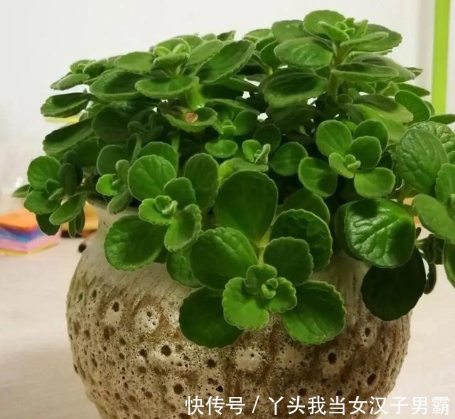 6种花净化空气效果好,放卧室特养人,睡得还香!