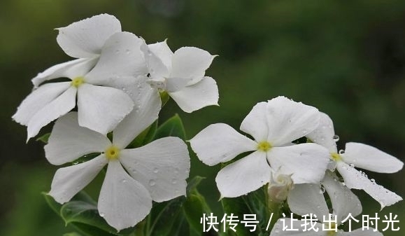4种花懒人，随意丢盆里就能活，开花超美的