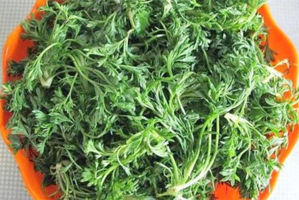 肝脏|春季“养肝第一草”,多吃可以降血脂,保肝利胆,防肝炎助长寿