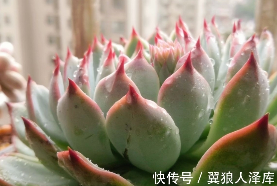 冬季浇花该注意什么?牢记4点不吃亏,不然就等着全空盆吧!