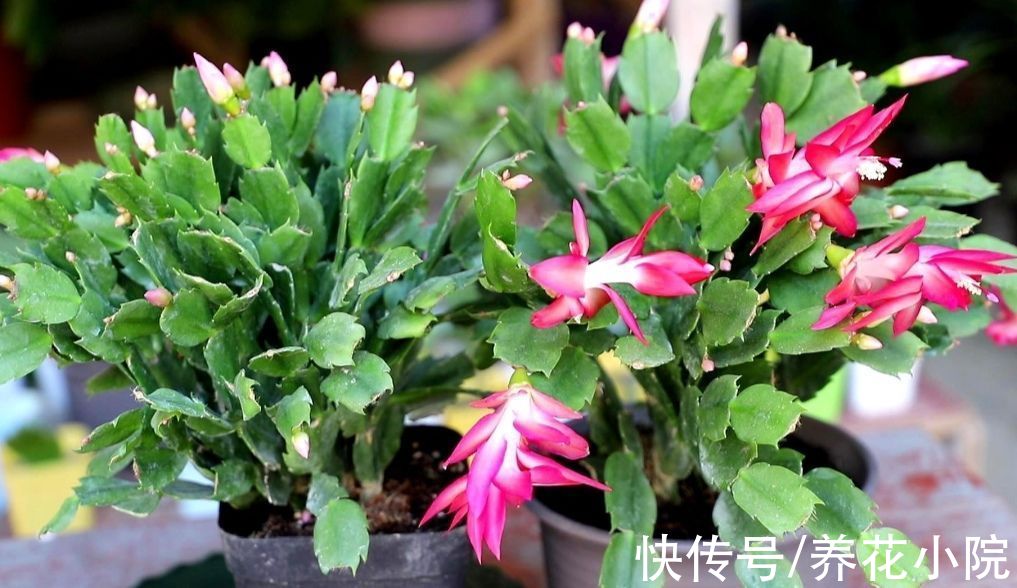 三种花要“穷养”,10月以后“虐一虐”,花苞长满枝头
