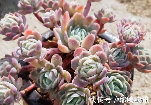 多肉长虫了怎么办3个小方法,虫子一个都不见,叶片又肥又美