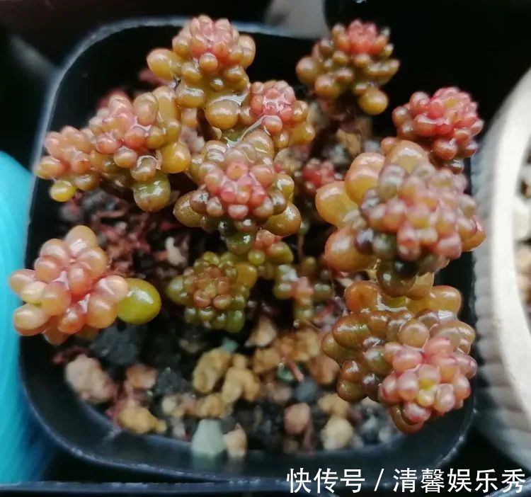 90后川妹子的“丑肉”逆袭记!时光不弃,多肉常在!