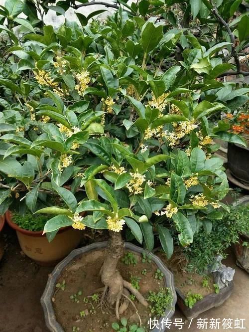 旺财|6种花镇宅旺财,净空气促健康,养过的都说“值得”!