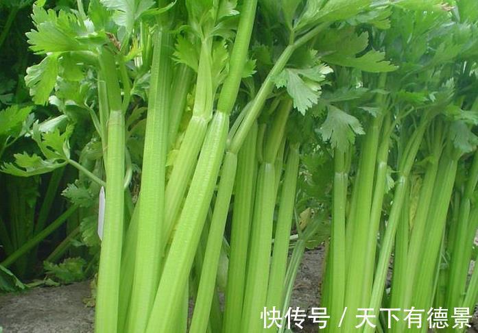 包饺子|韭菜不用包饺子了，配一物炒着吃，抗癌降三高，很多人还都没吃过