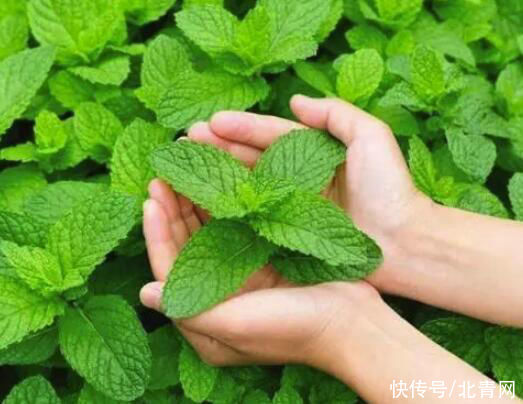 解暑|煮绿豆汤时加这3样东西，解暑功效翻倍